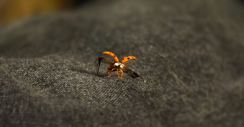 ladybug preparing to flight